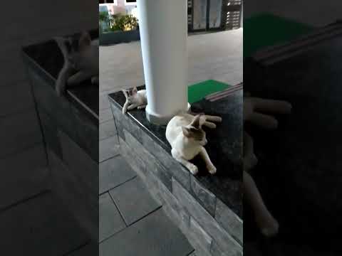 Our World. Crazy Cat Videos @CaptBinoyVarakil