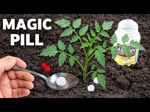 Magic Pill and Tomatoes Immediately Grow And Produce A Massive Harvest