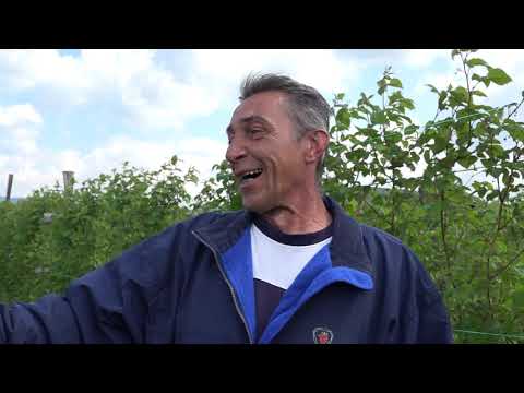 Malina  Branko Galović- Savet malinarima,  radovi u maju posledice ranog vezivanja