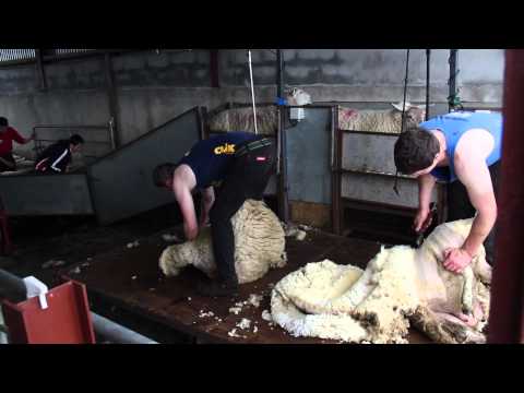 Sheep Shearing