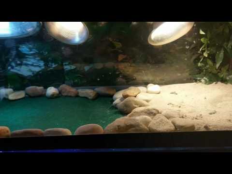 125 gal. Turtle tank
