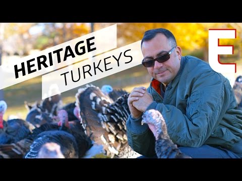 download lagu mp3 mp4 Heritage Turkey For Thanksgiving, download lagu Heritage Turkey For Thanksgiving gratis, unduh video klip Heritage Turkey For Thanksgiving
