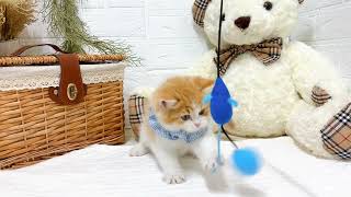 スコティッシュフォールドの動画01