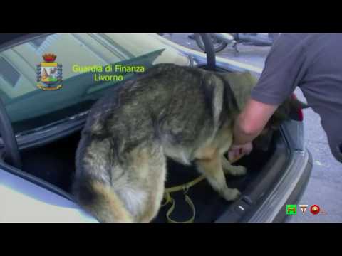 GdF - Livorno 19 persone arrestate e 28 denunciate per traffico di droga - www.HTO.tv