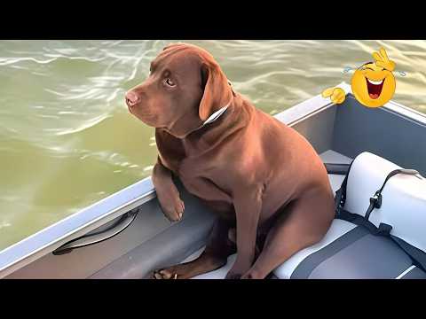 You Can’t Stop Laughing At These Dogs 🤣 FUNNIEST DOGS Video 2026