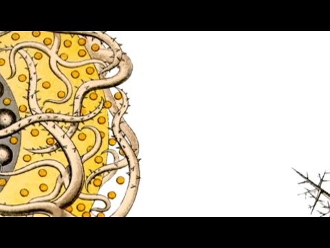 Kenji Williams - Kunstformen der Natur (ft. Scott Draves)