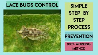 Lace bugs - control and prevention | How to control sap sucking insects? | Gardener the young