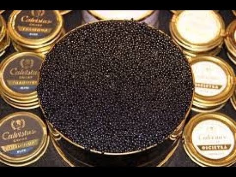 download lagu mp3 mp4 Aquatir Caviar Price, download lagu Aquatir Caviar Price gratis, unduh video klip Aquatir Caviar Price