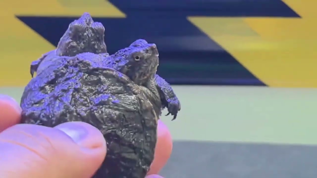 Rare Two-Headed Turtles Meet Through Glass || ViralHog