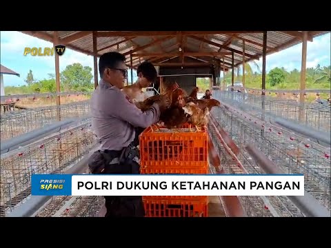 BHABINKAMTIBMAS &amp; BUMDES PEMATANG LIMAU PINDAHKAN 1.152 AYAM PETELUR DUKUNG KETAHANAN PANGAN DESA