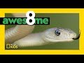Super Serpents That Slither Awesome 8