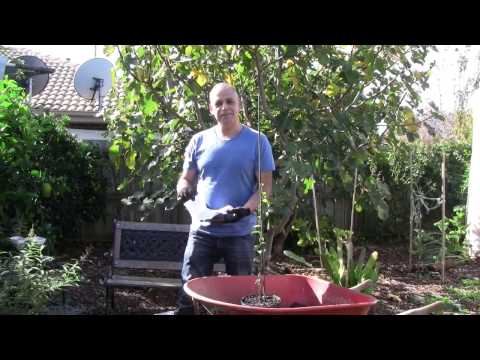 How to Grow Lapageria or Chilean Bellflower in Containers