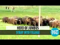 Watch: 26 elephants stray into village area in Andhra Pradesh’s Chittoor