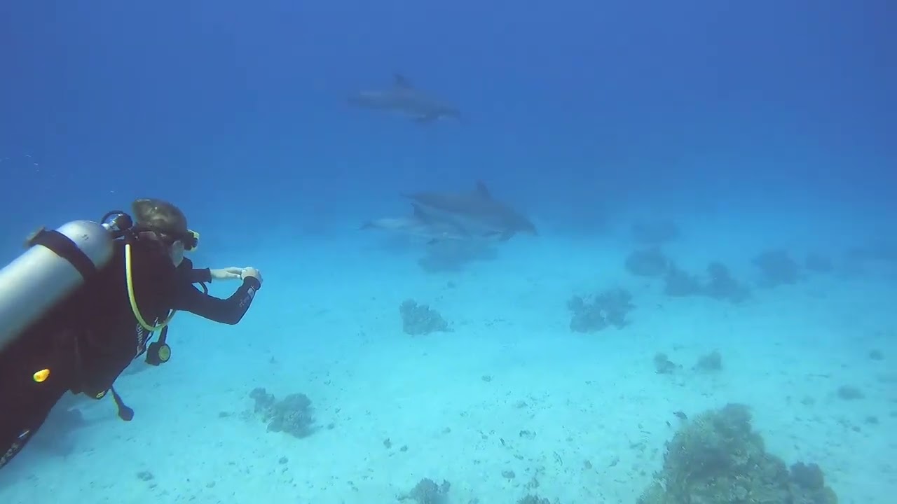 3rd Open Water Dive with Lovely Dolphins