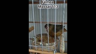 MASSAI 113