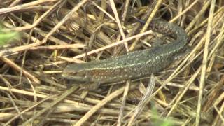 preview picture of video 'A Grass Snake, a Lizard and a Butterfly at RSPB Fowlmere - July 2014'