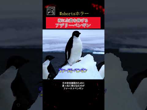 コウノトリ目南極大陸南極 (赤色の営巣地)