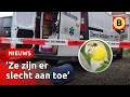 Honderd verwaarloosde papegaaien ontdekt in loods | Omroep Brabant