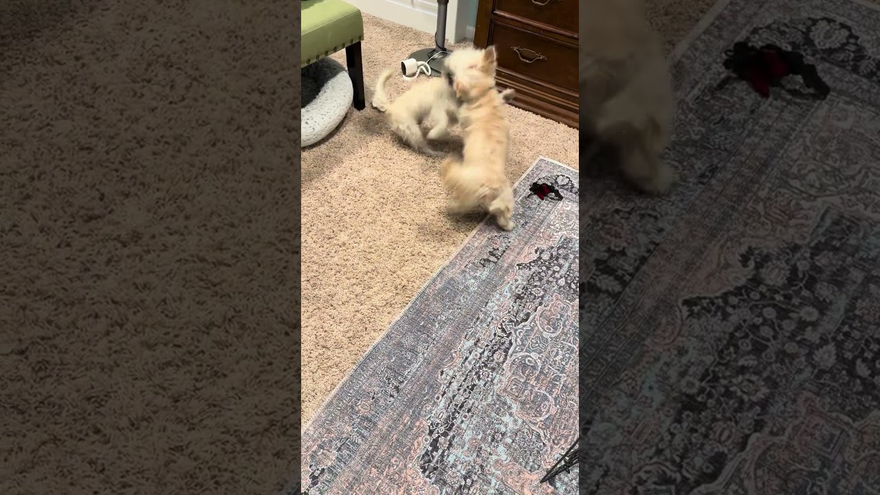 Enlarge Willow, a Adoptable Terrier in San Jose, CA video 4/4