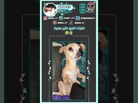 ف/اكتب نظرت وخلي الكيبورد يكمل 🥚#blackpink #اكسبلور #ترند #فلسطين #fypシ #جيش_البيض #shorts