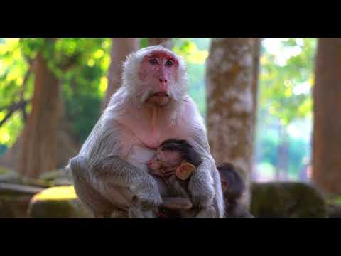 人間はどのように作られるのか