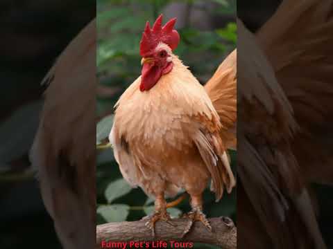 THE BIG ROOSTERS CROWING COMPILATION with Ayam Serama, Bantam, Cemani, Polish and Yokohama chicken