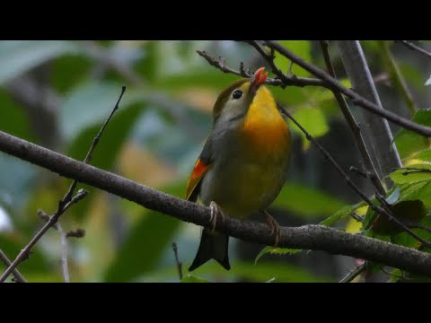 NATUREZA - Le timide bavard Rossignol du Japon (Leiothrix lutea) - um adulto e um jovem