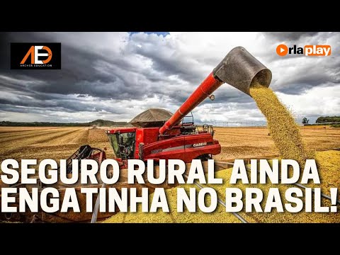 Seguro rural ainda engatinha no Brasil! | Papo de Commodities 