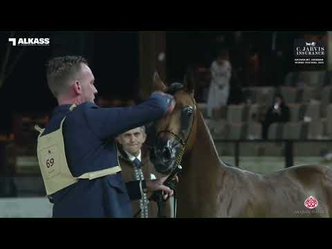 N 69 HAMZA AL SHAHANIA   Katara Int  Arabian Horse Festival 2023   Yearling Colts Class 4B