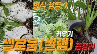 셀로움 키우기 제1화 