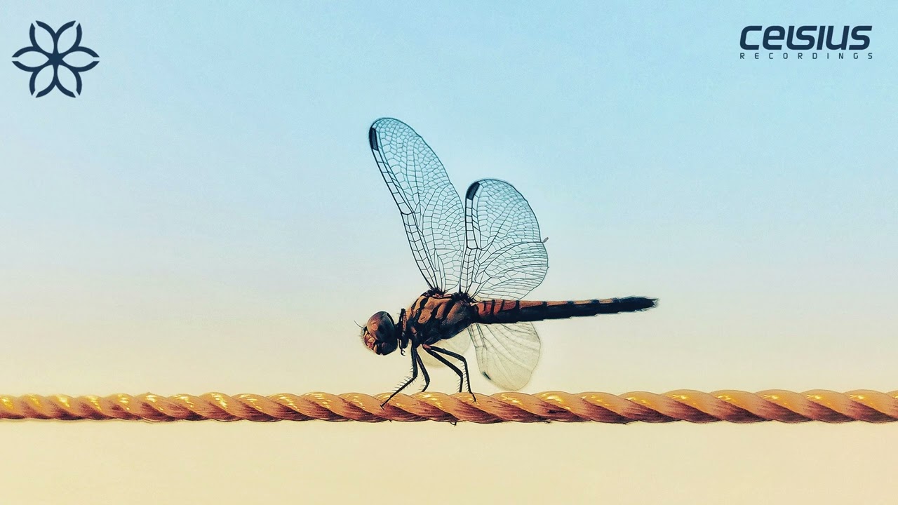 Highpass - Dragonfly