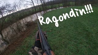 Chasse au bord d'une crue en Bresse : une jolie partie de chasse(ragondins, canards)