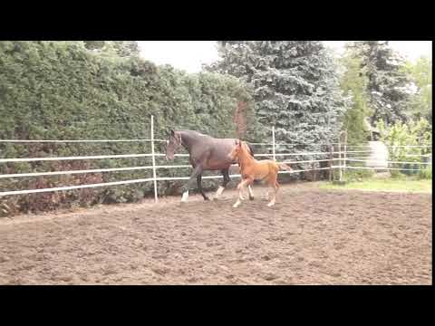 Hengstfohlen von Maracana