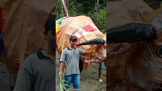 Download lagu karnaval Sapi super jumbo mp3