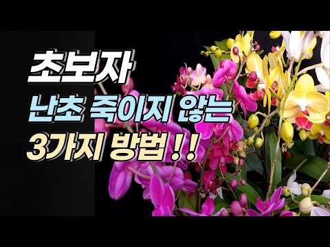 , title : '초보자 죽이지 않고 난초 키우기 3가지 팁'