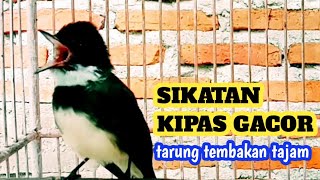 Download lagu SUARA PANCINGAN SIKATAN KIPAS GACOR TARUNG NEMBAK TAJAM mp3