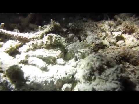 dive Lahoy, Bohol Lahoy Dive Resort,Philippinen