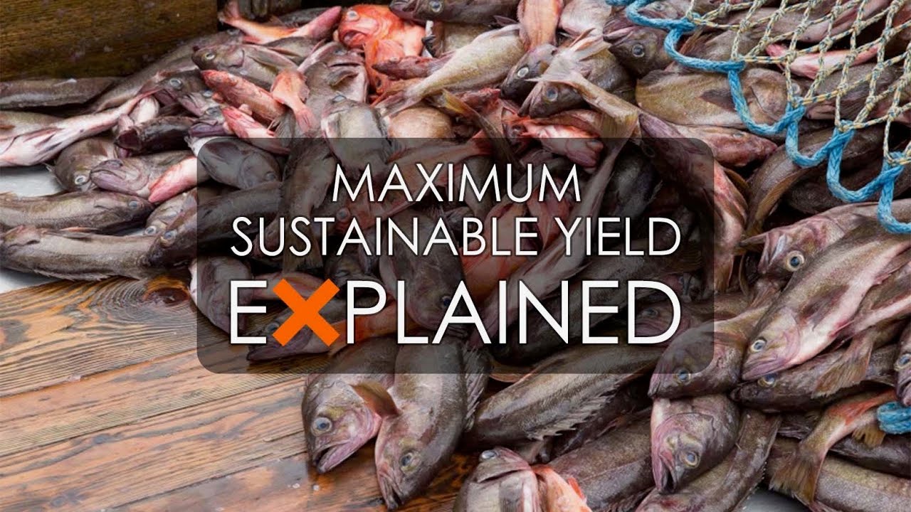 Maximum Sustainable Yield (MSY) - EXPLAINED