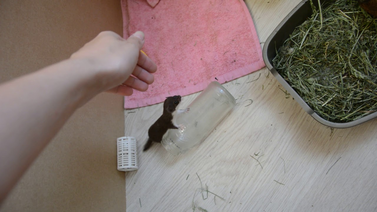 【動画】イタチの赤ちゃん、小さすぎるのサムネイル画像