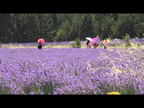 Sony AX100E Lavande in Provence in 4K