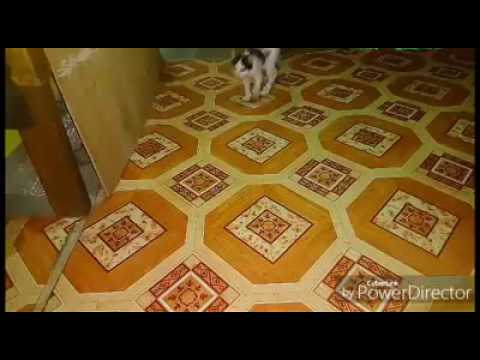 funny cat prank XD