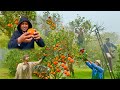 How Oranges Are Harvested in The Garden | Orange Harvesting | Mubashir Saddique | Village Food