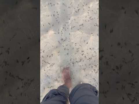 Beach Qatar #qatar #beachwalk #youtubeshorts #ytshorts