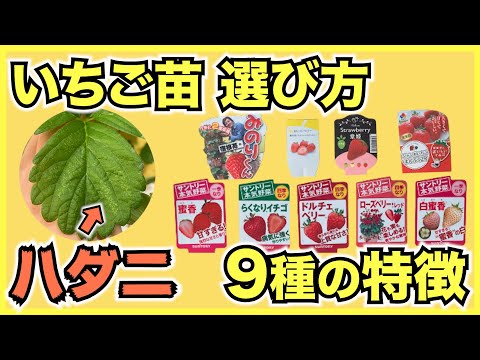 イチゴ:病気と害虫の概要 植物