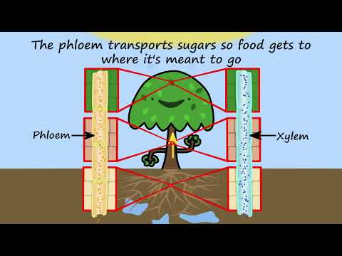 Xylem and phloem by Peter Weatherall