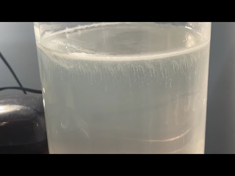 How to Culture Infusoria: Take 3