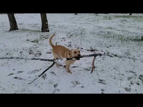 10-17-2020 West Central, MN - First Accumulating Snow Fall P2