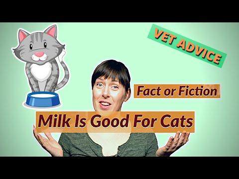 What milk is good for cats ? | Are kittens lactose intolerant? | VET ADVICE