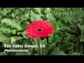Sun Valley Field in Focus | Gerbera Daisies