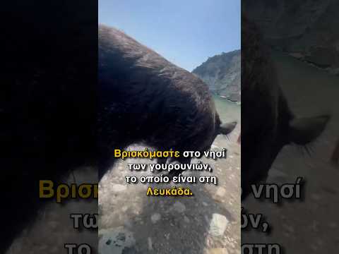 Το νησί της Κίρκης βρίσκετε στην Λευκάδα και έχει μόνο γουρούνια #beach #summer #travel